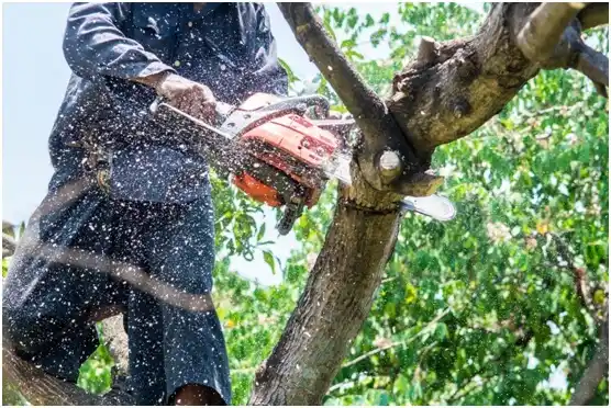 tree services Houtzdale